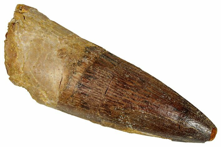 Fossil Spinosaurus Tooth - Real Dinosaur Tooth #350068